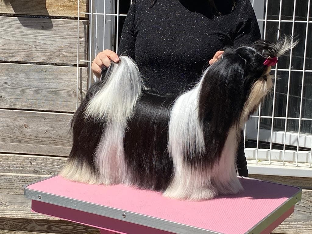 Les Shih Tzu de l'affixe De hillsbury