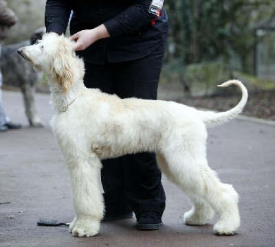 De hillsbury - carla meilleur puppy à Flixecourt