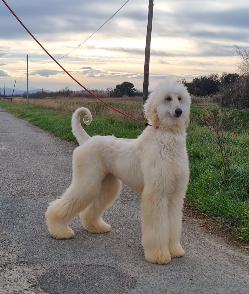 De hillsbury - Chiot disponible  - Levrier afghan