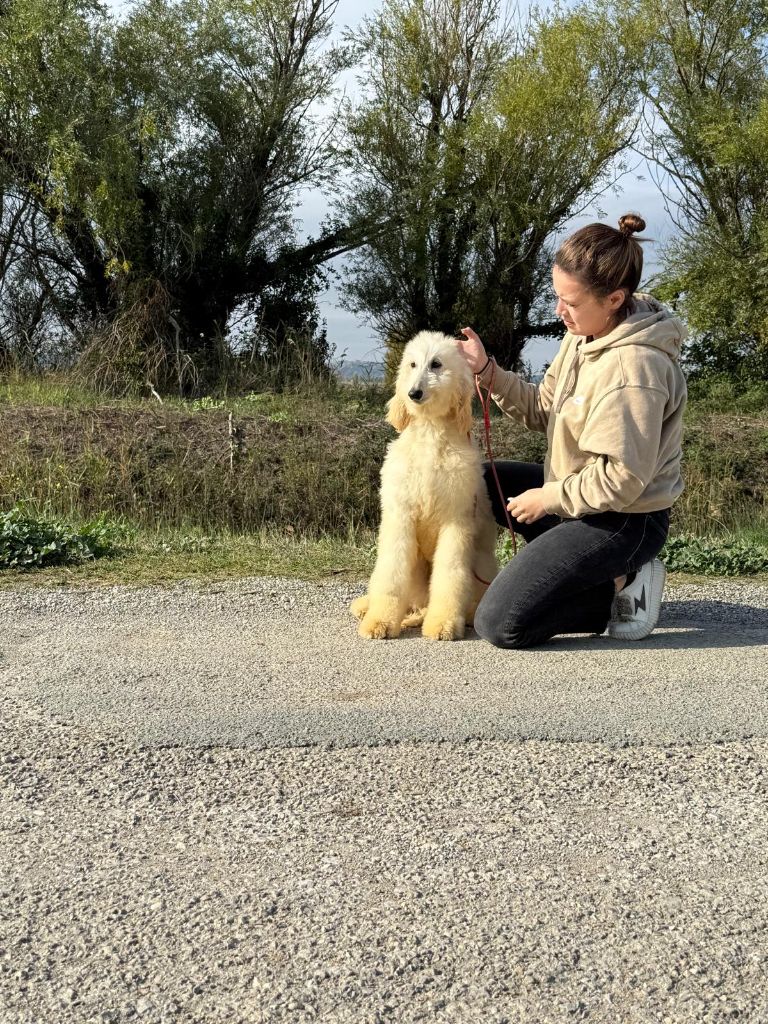 De hillsbury - Chiot disponible  - Levrier afghan