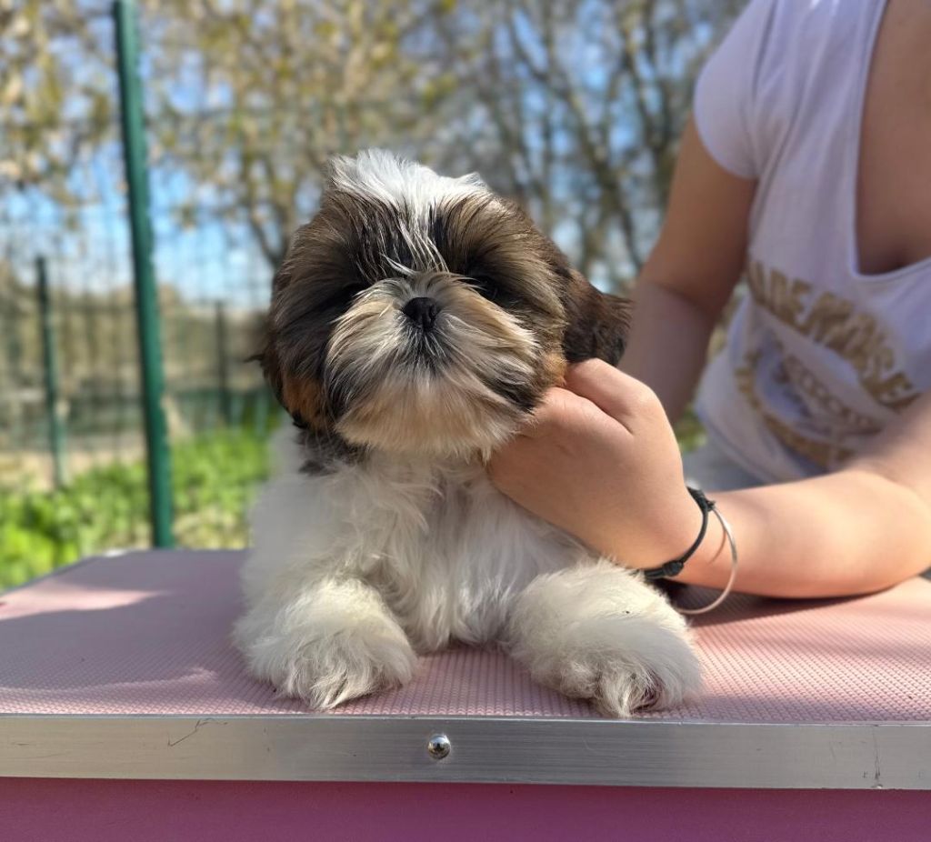 De hillsbury - Chiot disponible  - Shih Tzu