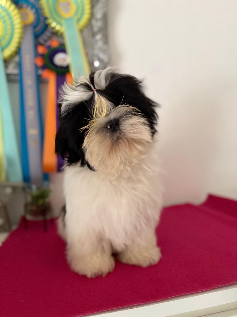 De hillsbury - Chiot disponible  - Shih Tzu