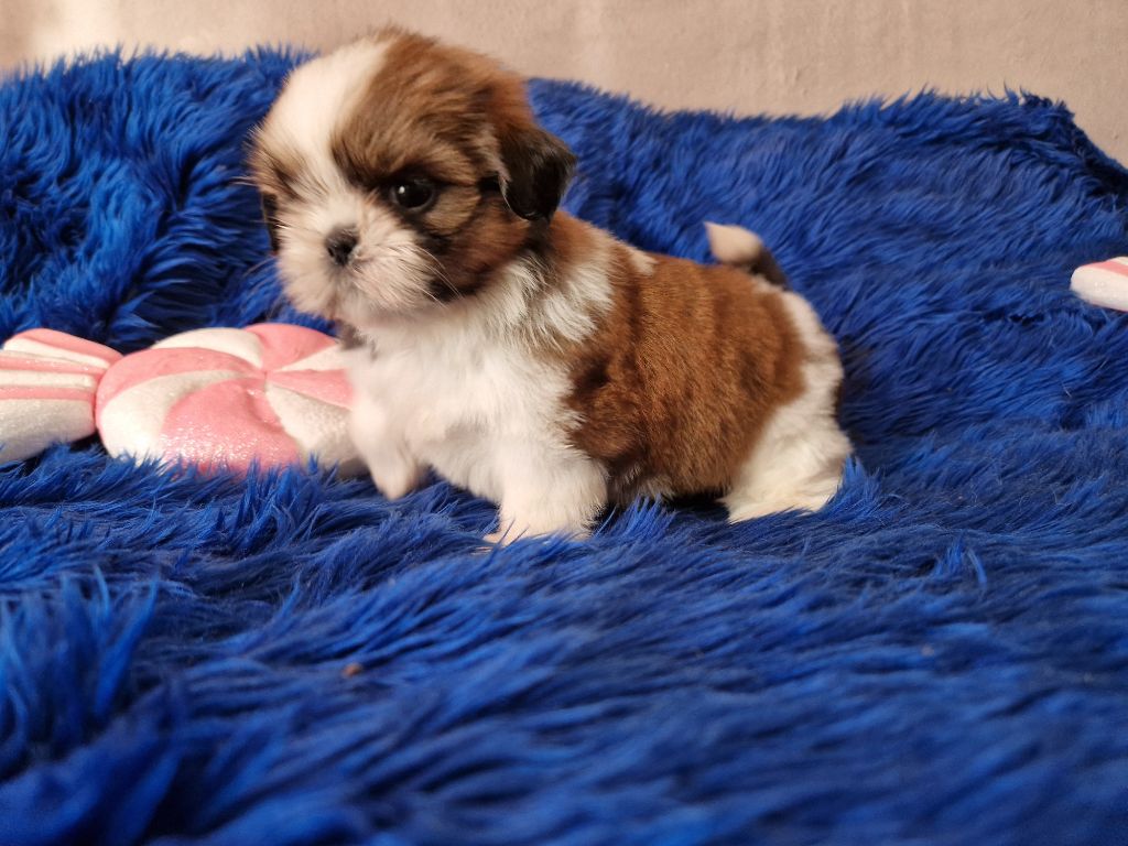 De hillsbury - Chiot disponible  - Shih Tzu