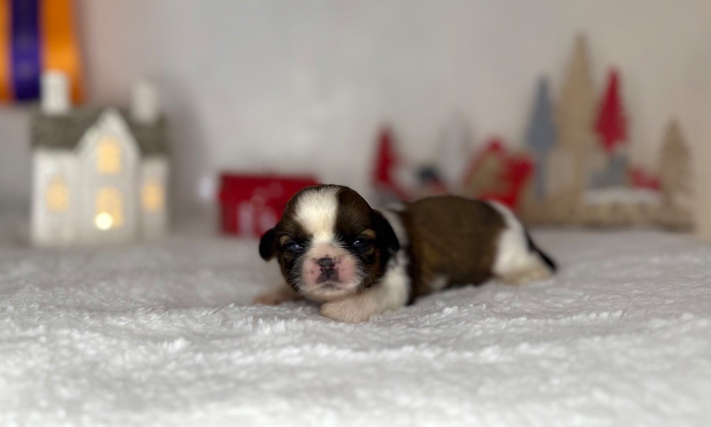 De hillsbury - Chiot disponible  - Shih Tzu