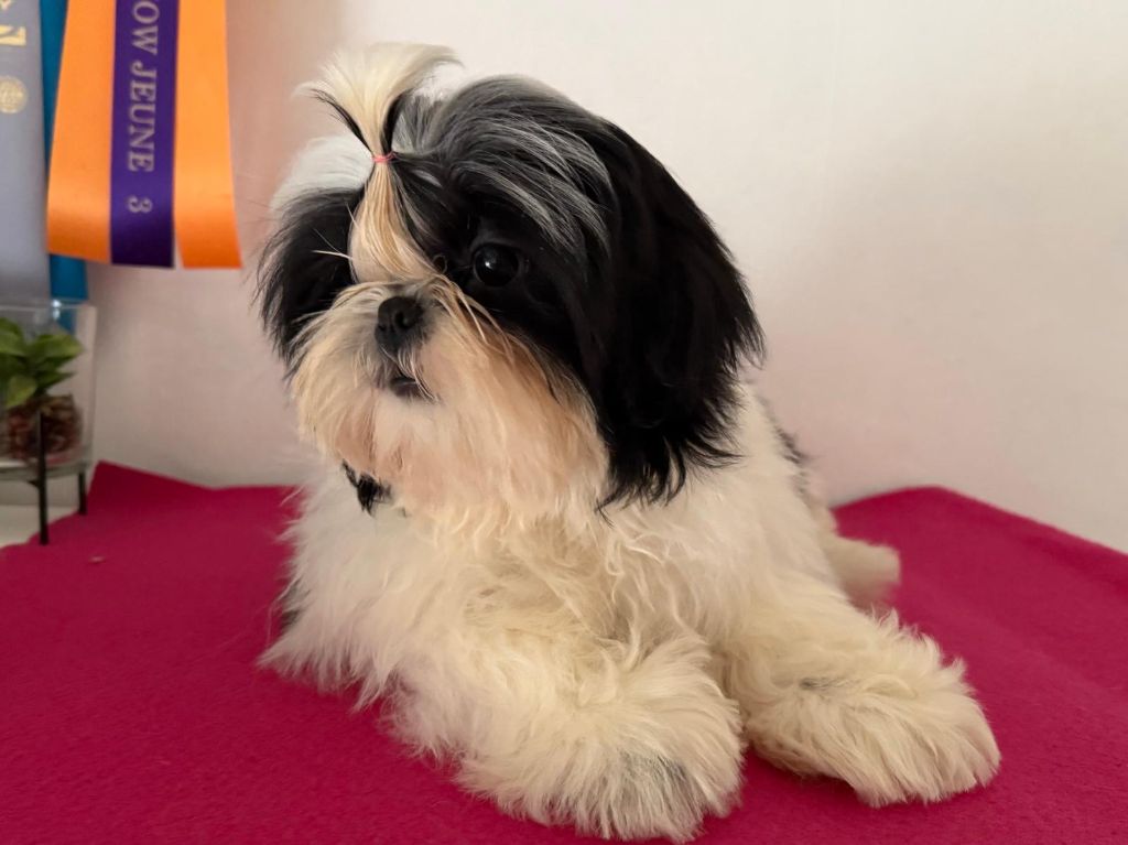 De hillsbury - Chiot disponible  - Shih Tzu