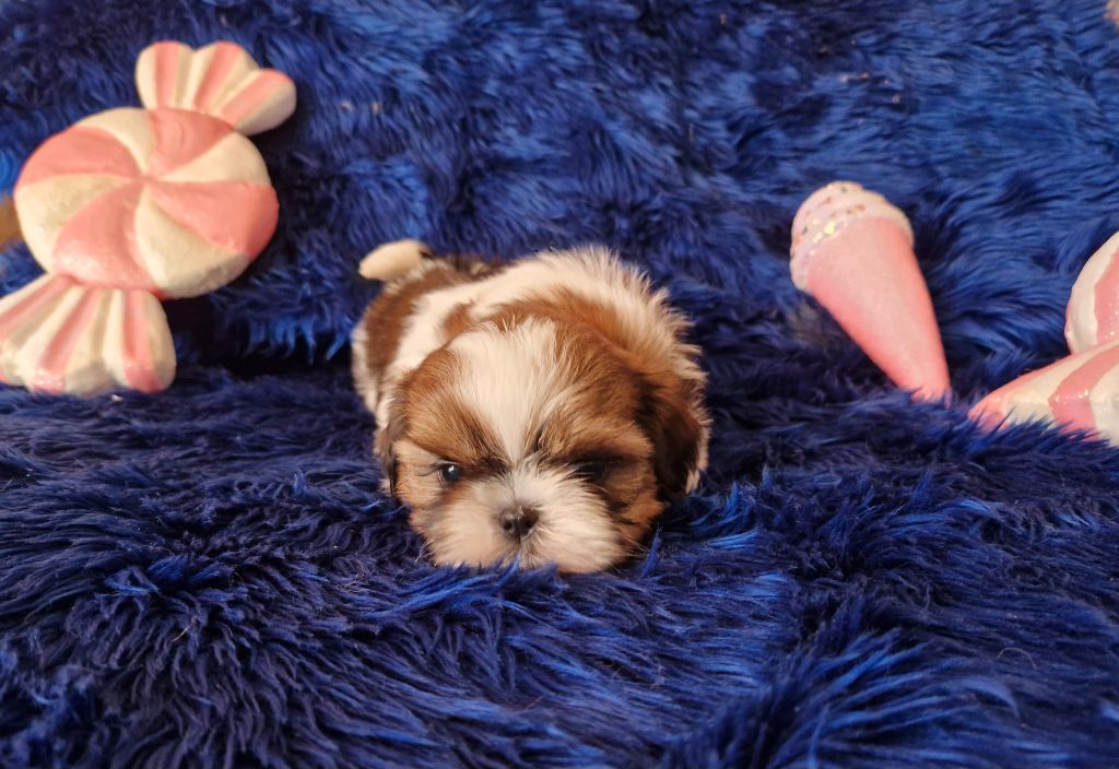 De hillsbury - Chiot disponible  - Shih Tzu