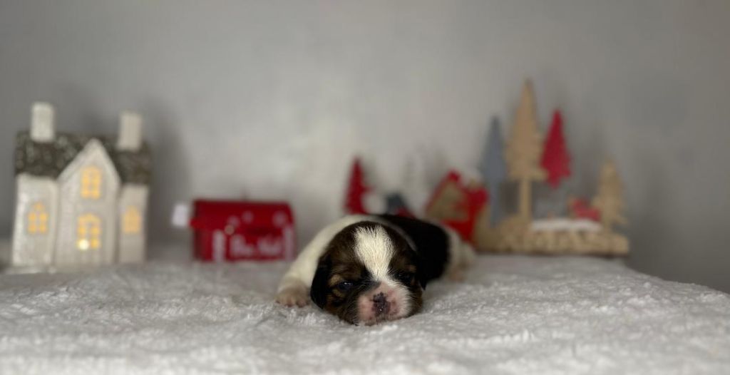 De hillsbury - Chiot disponible  - Shih Tzu