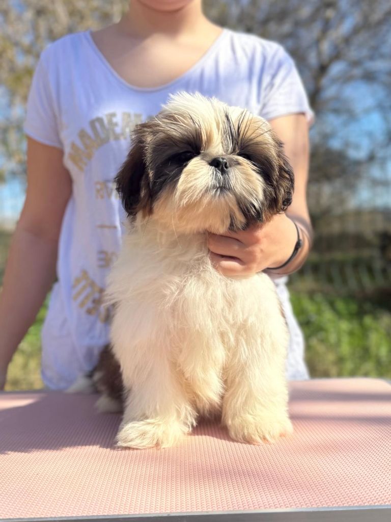 De hillsbury - Chiot disponible  - Shih Tzu