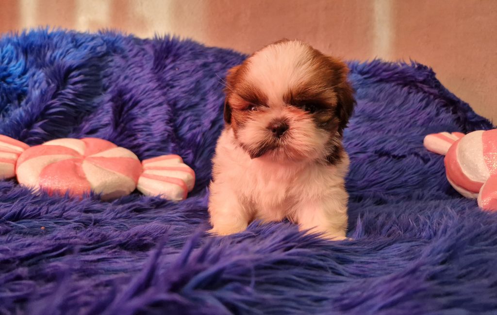 De hillsbury - Chiot disponible  - Shih Tzu