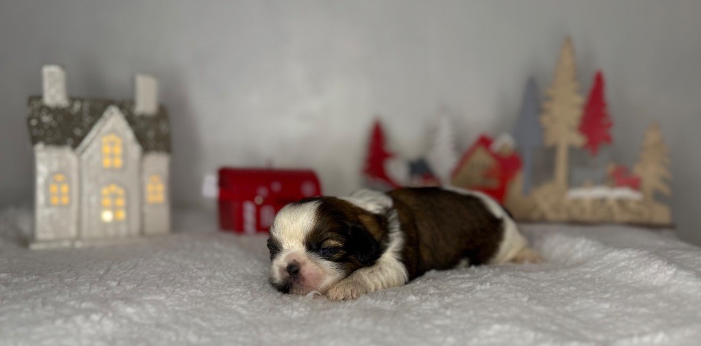 De hillsbury - Chiot disponible  - Shih Tzu