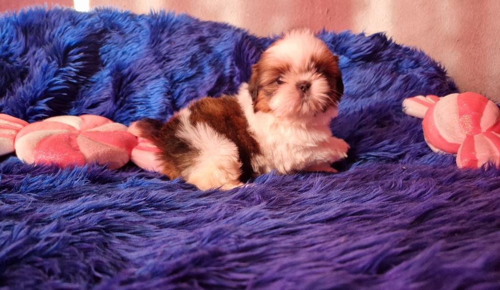 De hillsbury - Chiot disponible  - Shih Tzu