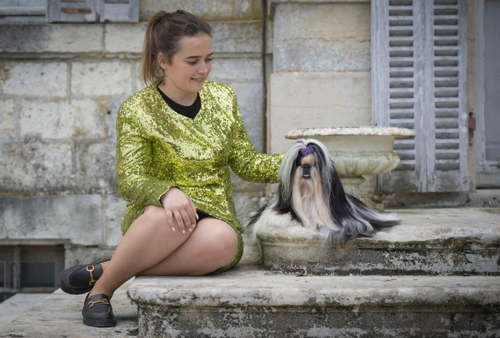 De hillsbury - Tina meilleure shih tzu de france