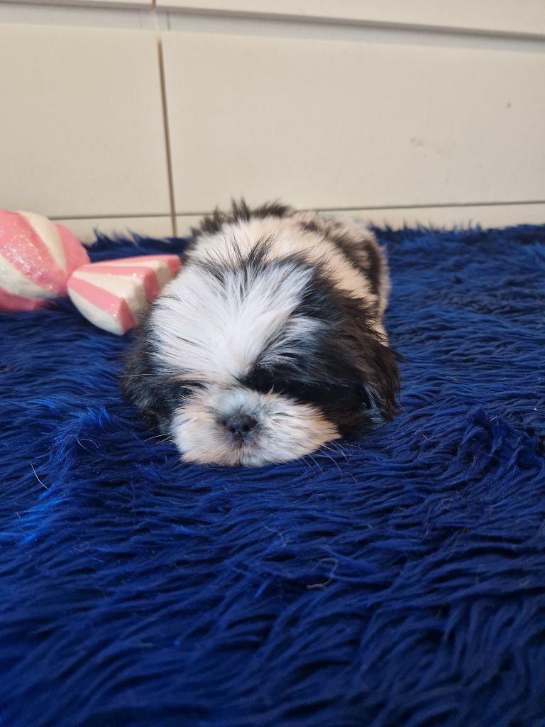 De hillsbury - Chiots disponibles - Shih Tzu