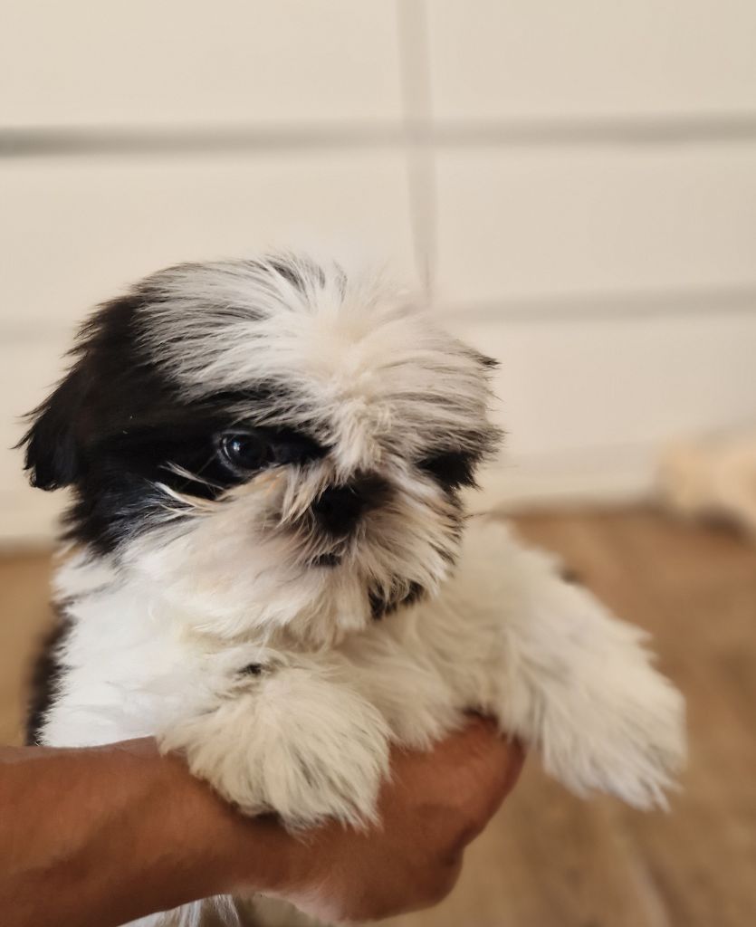 De hillsbury - Chiots disponibles - Shih Tzu