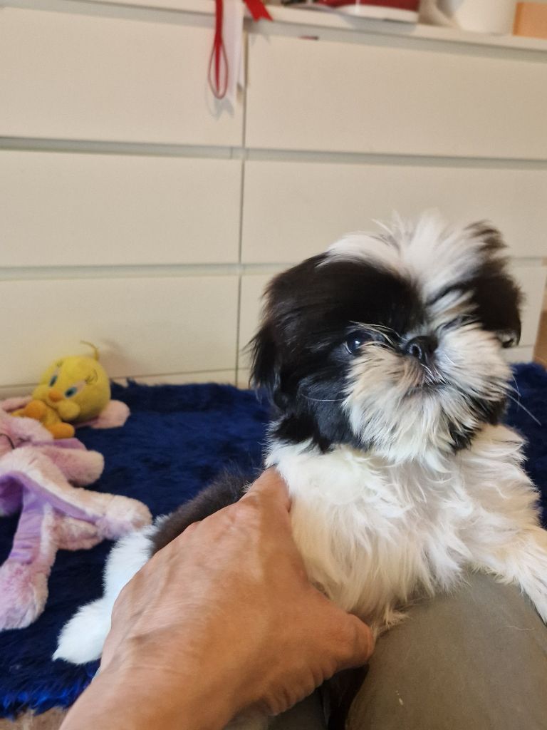 De hillsbury - Chiots disponibles - Shih Tzu