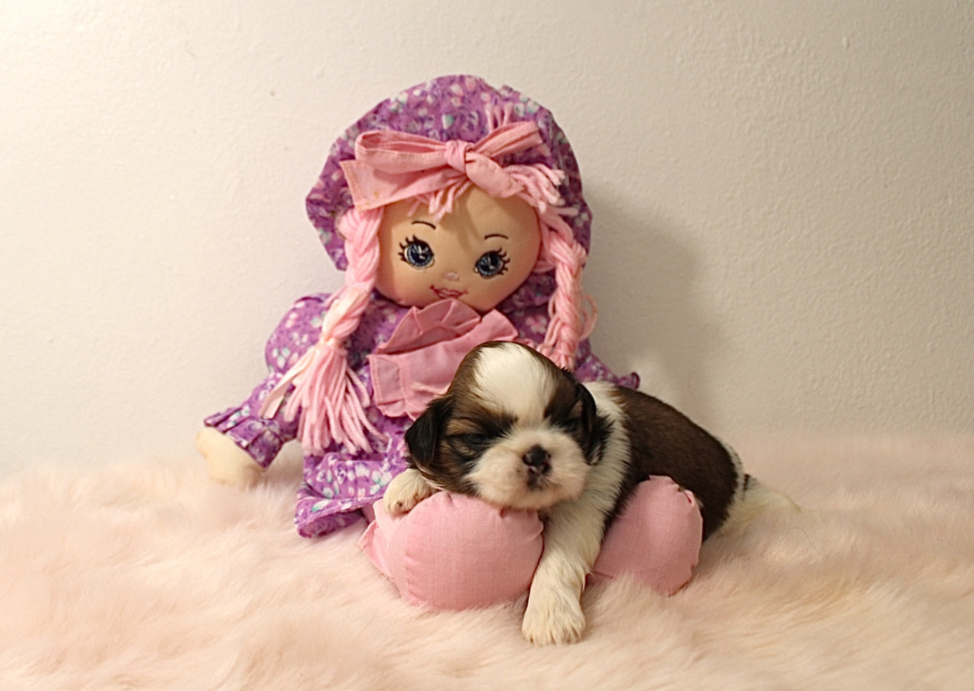 De hillsbury - Chiots disponibles - Shih Tzu