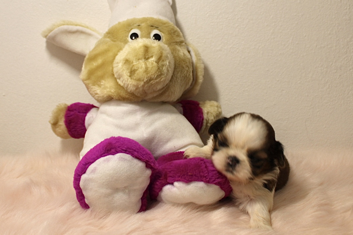 De hillsbury - Chiots disponibles - Shih Tzu