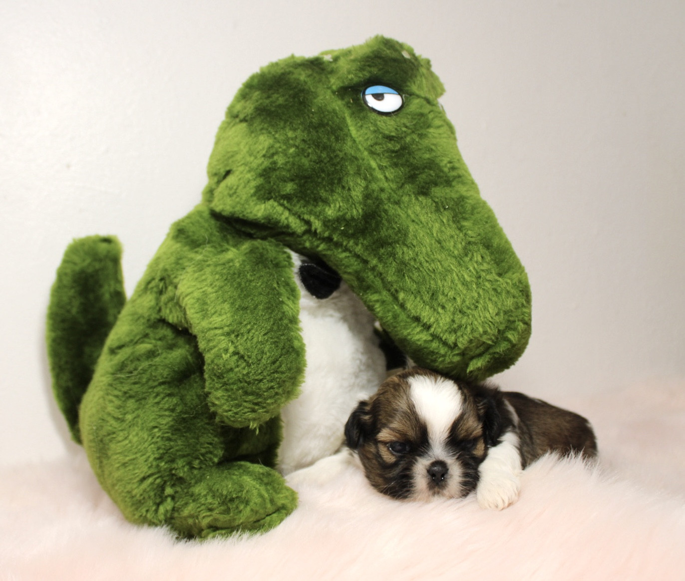 De hillsbury - Chiots disponibles - Shih Tzu