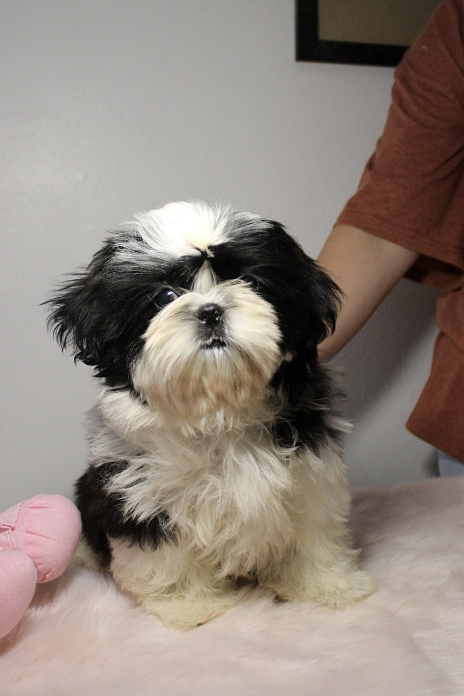De hillsbury - Chiots disponibles - Shih Tzu