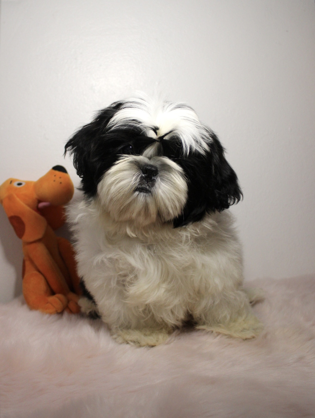 De hillsbury - Chiots disponibles - Shih Tzu