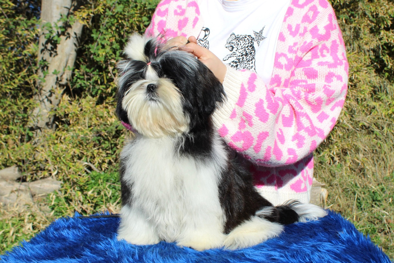 De hillsbury - Chiots disponibles - Shih Tzu