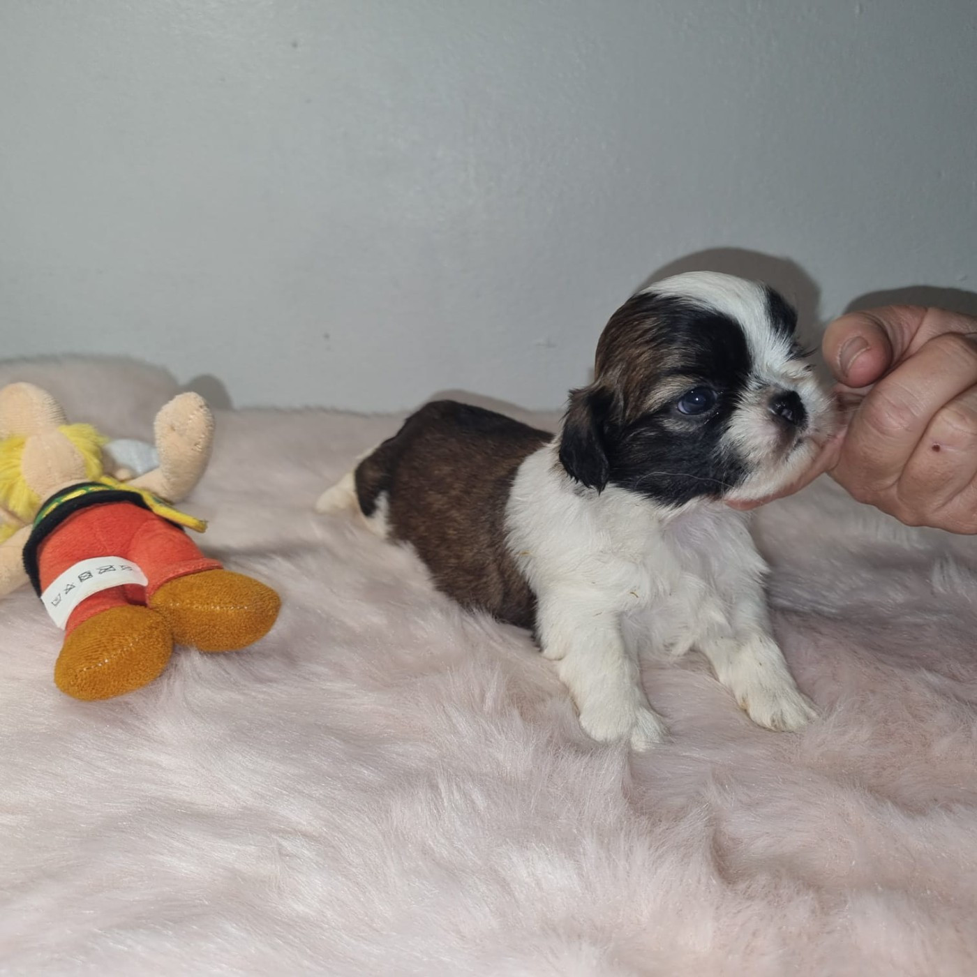 De hillsbury - Chiots disponibles - Shih Tzu