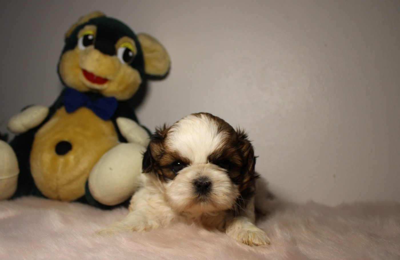 De hillsbury - Chiots disponibles - Shih Tzu