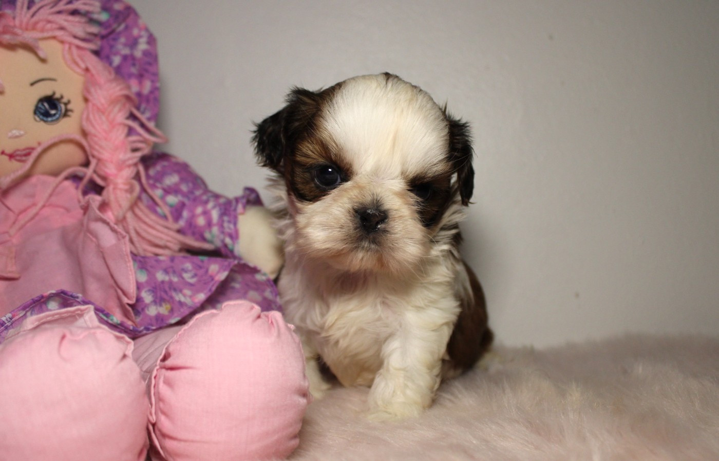 De hillsbury - Chiots disponibles - Shih Tzu