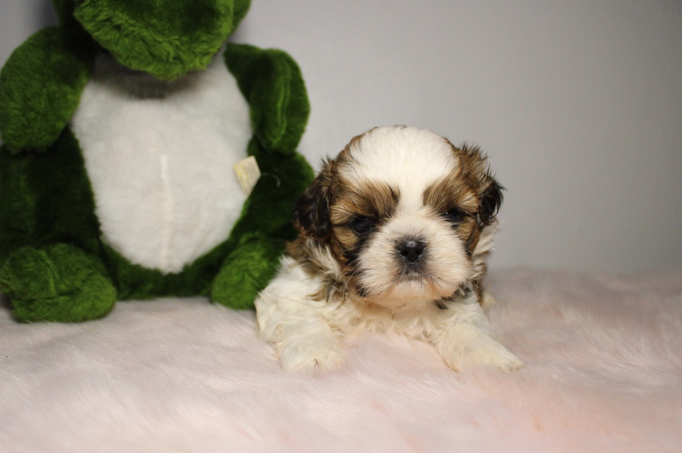 De hillsbury - Chiots disponibles - Shih Tzu