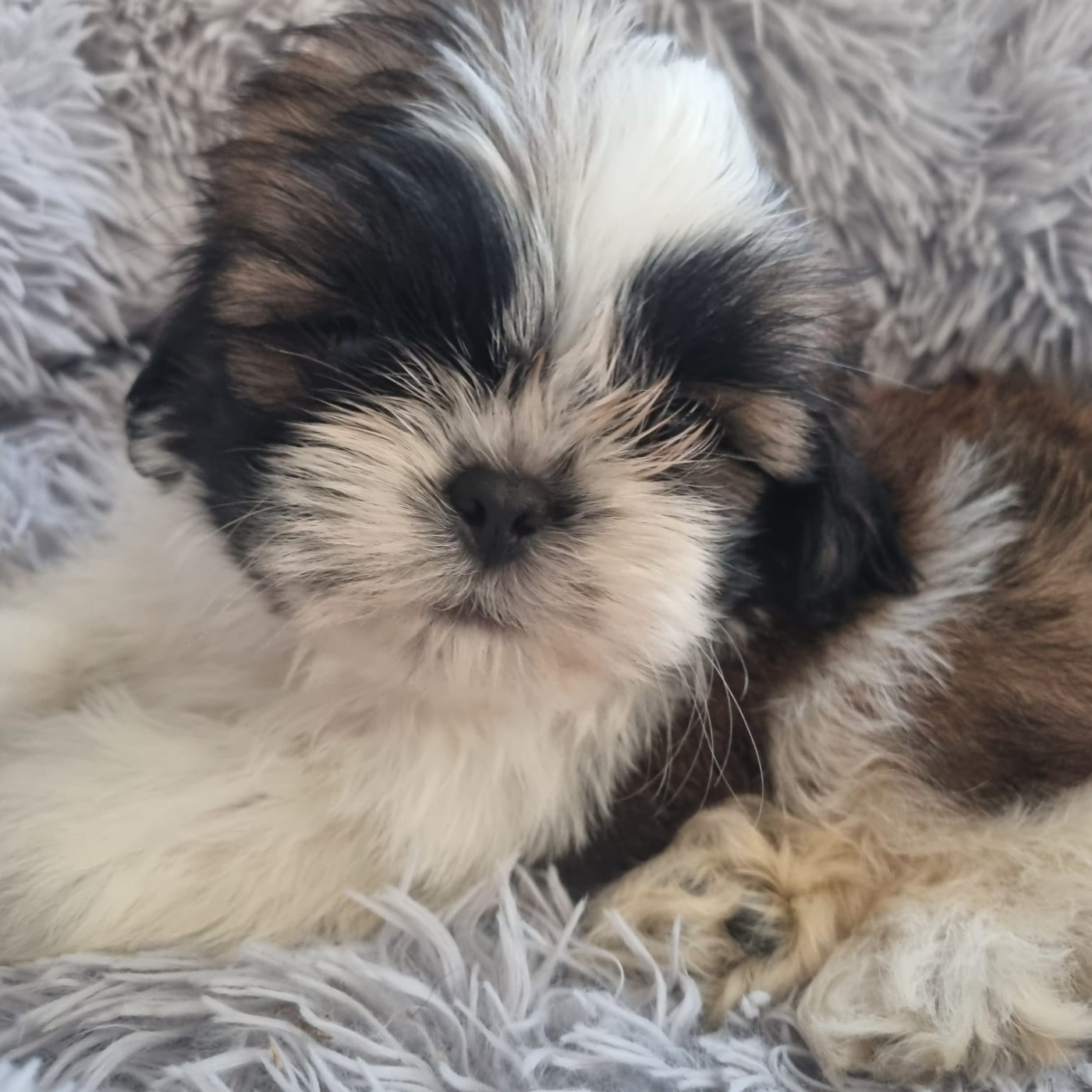 De hillsbury - Chiots disponibles - Shih Tzu