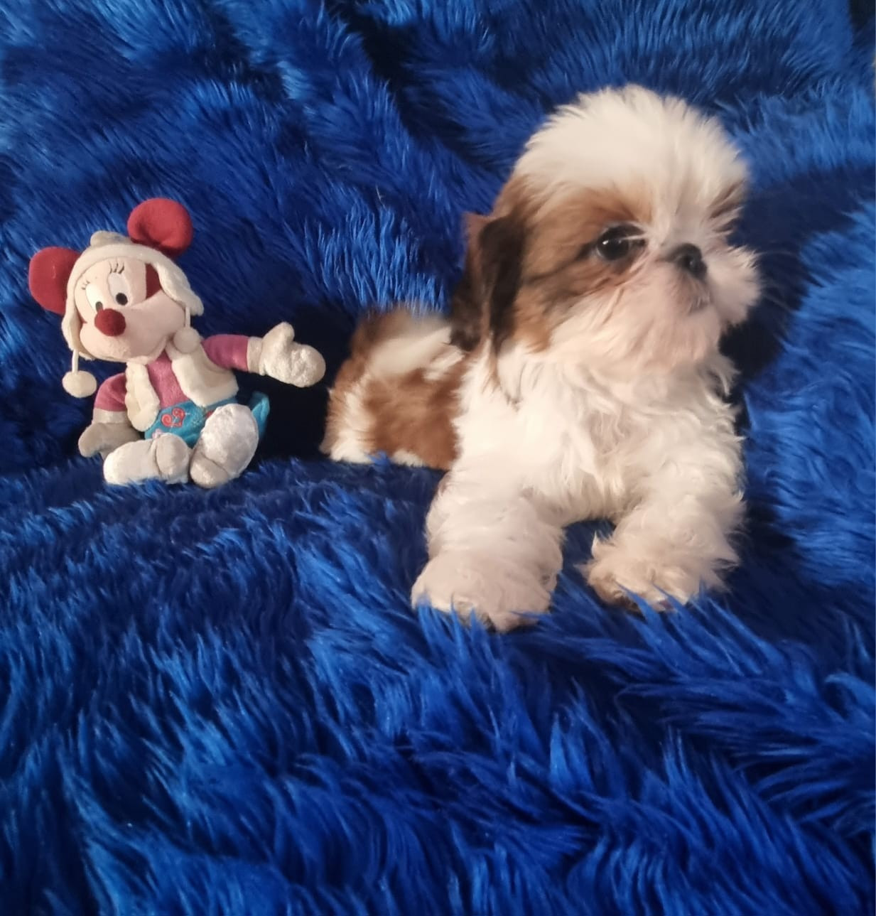 De hillsbury - Chiots disponibles - Shih Tzu