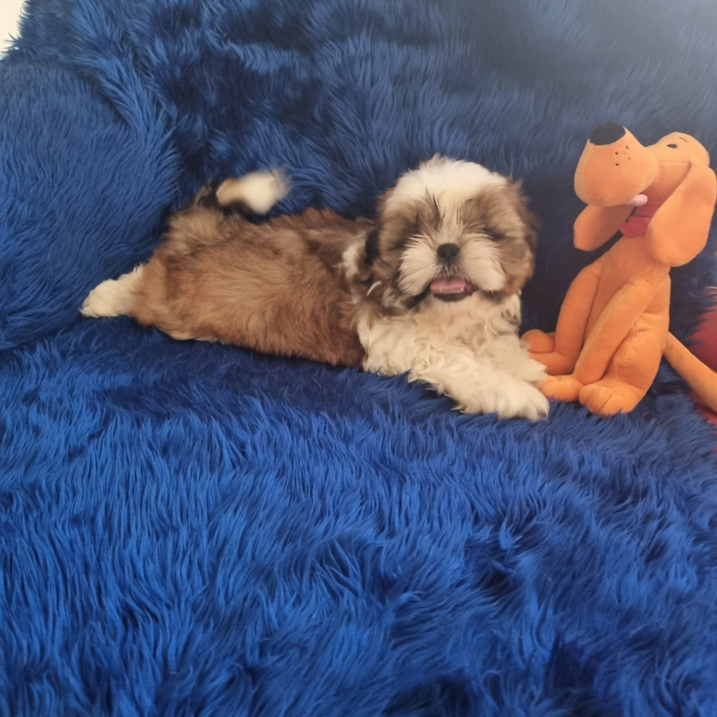 De hillsbury - Chiots disponibles - Shih Tzu