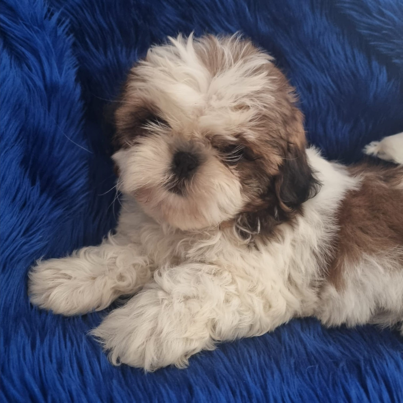 De hillsbury - Chiots disponibles - Shih Tzu