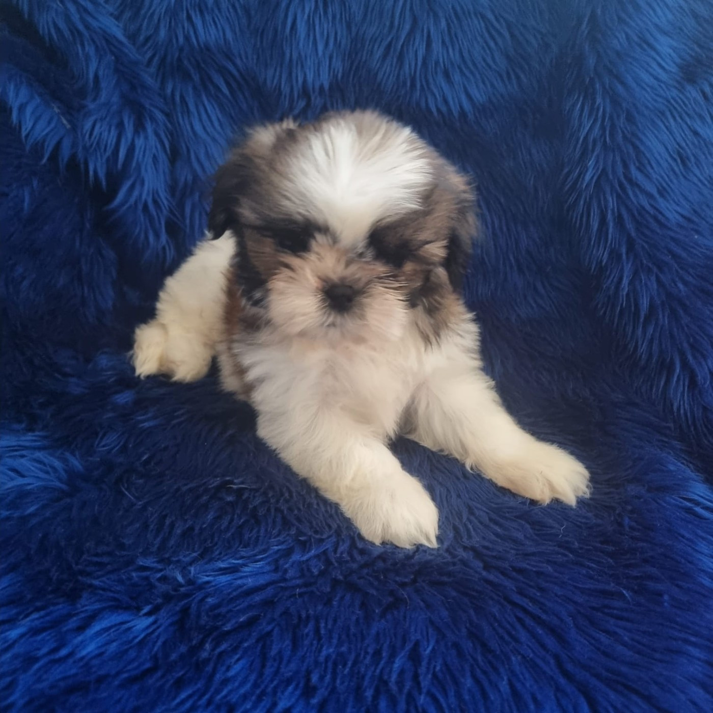 De hillsbury - Chiots disponibles - Shih Tzu