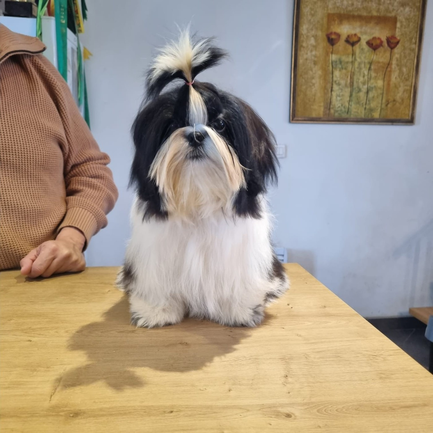 De hillsbury - Chiots disponibles - Shih Tzu