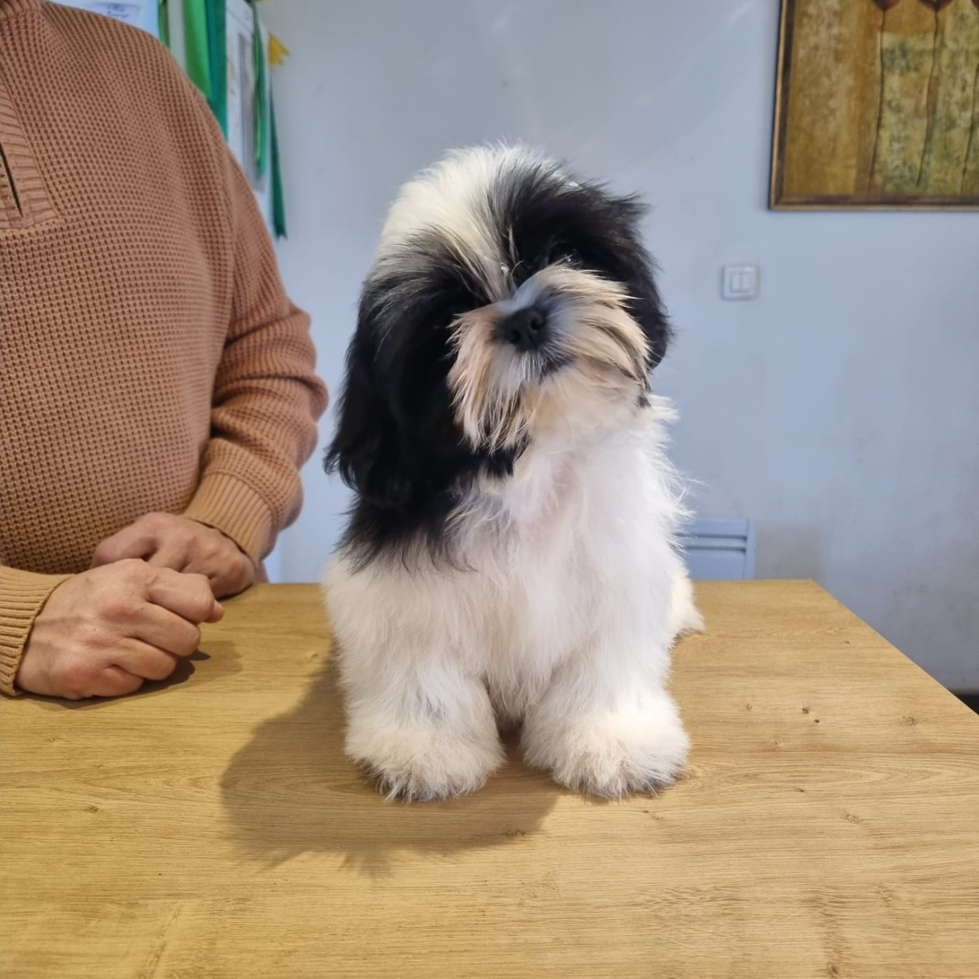 De hillsbury - Chiots disponibles - Shih Tzu