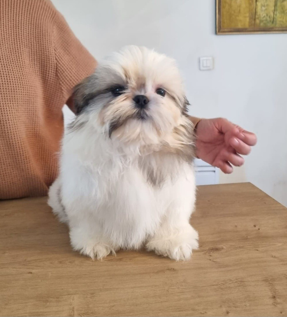 De hillsbury - Chiots disponibles - Shih Tzu