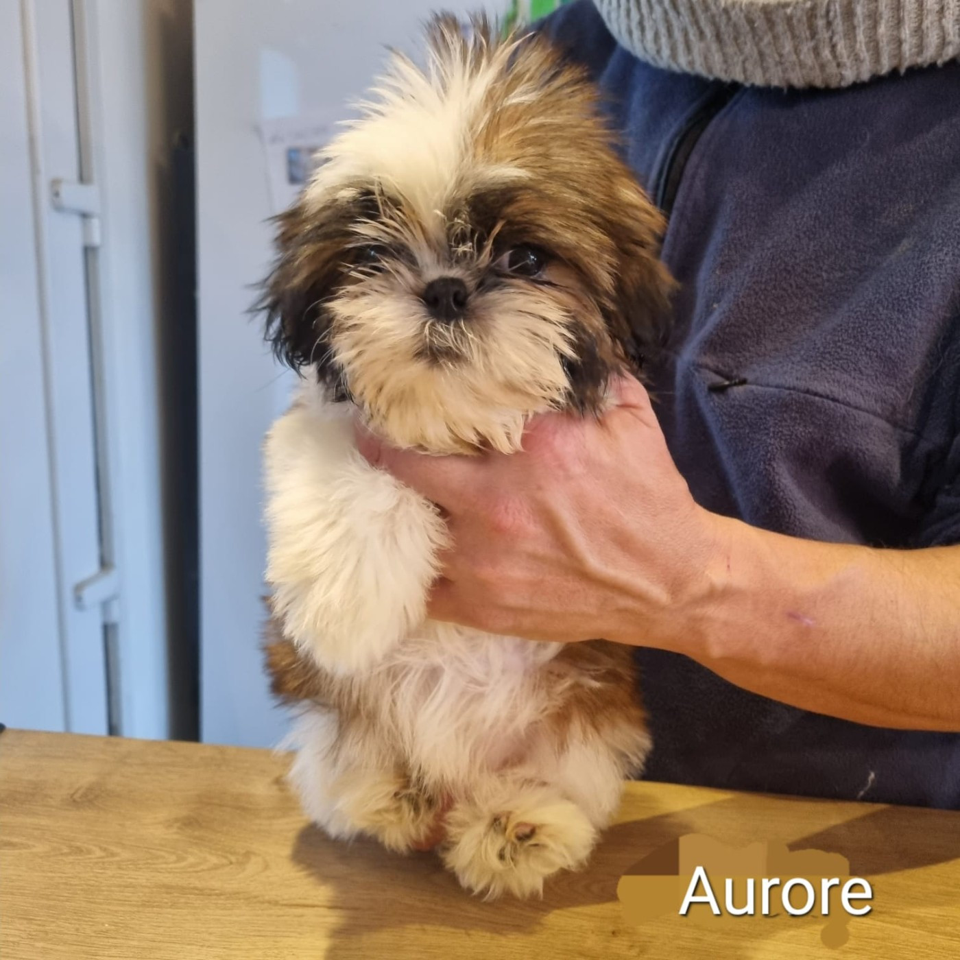 De hillsbury - Chiots disponibles - Shih Tzu