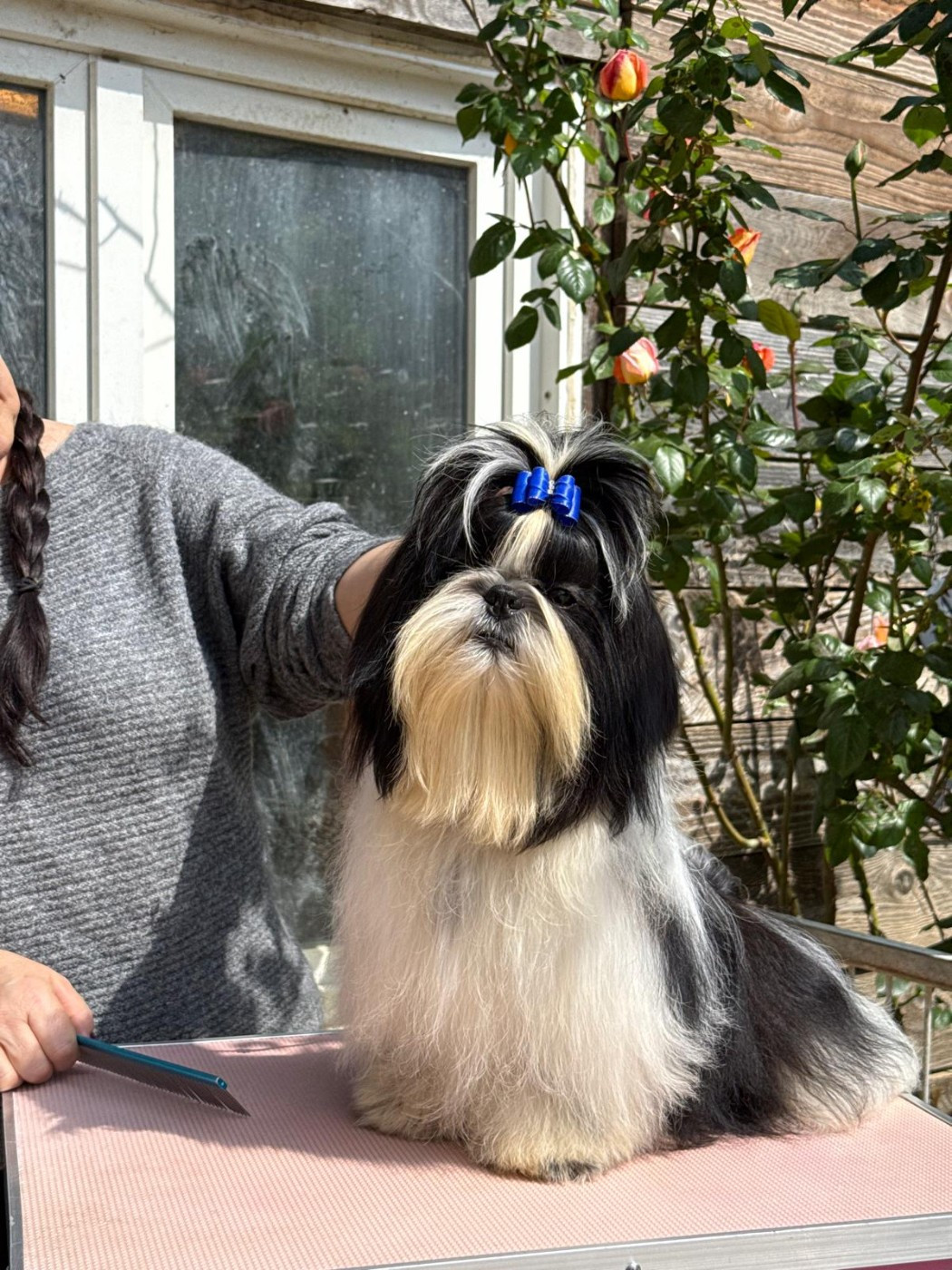 De hillsbury - Chiots disponibles - Shih Tzu