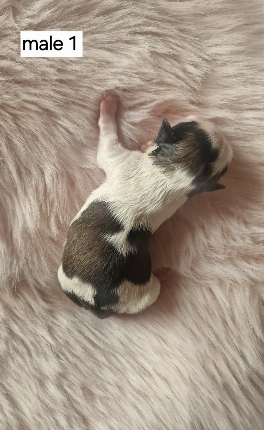De hillsbury - Chiots disponibles - Shih Tzu