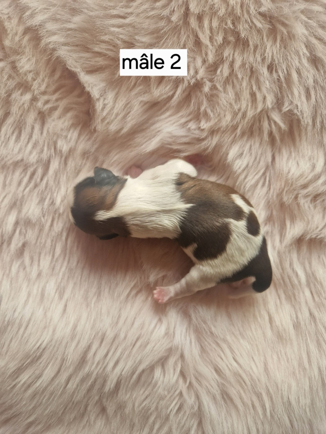 De hillsbury - Chiots disponibles - Shih Tzu