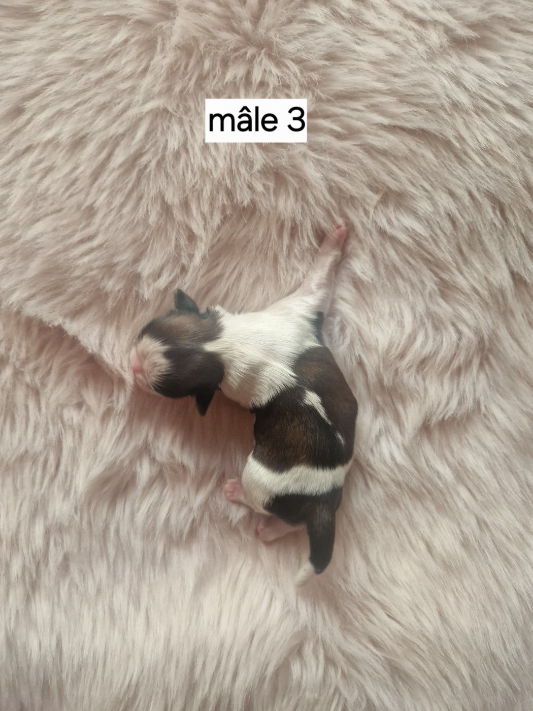 De hillsbury - Chiots disponibles - Shih Tzu