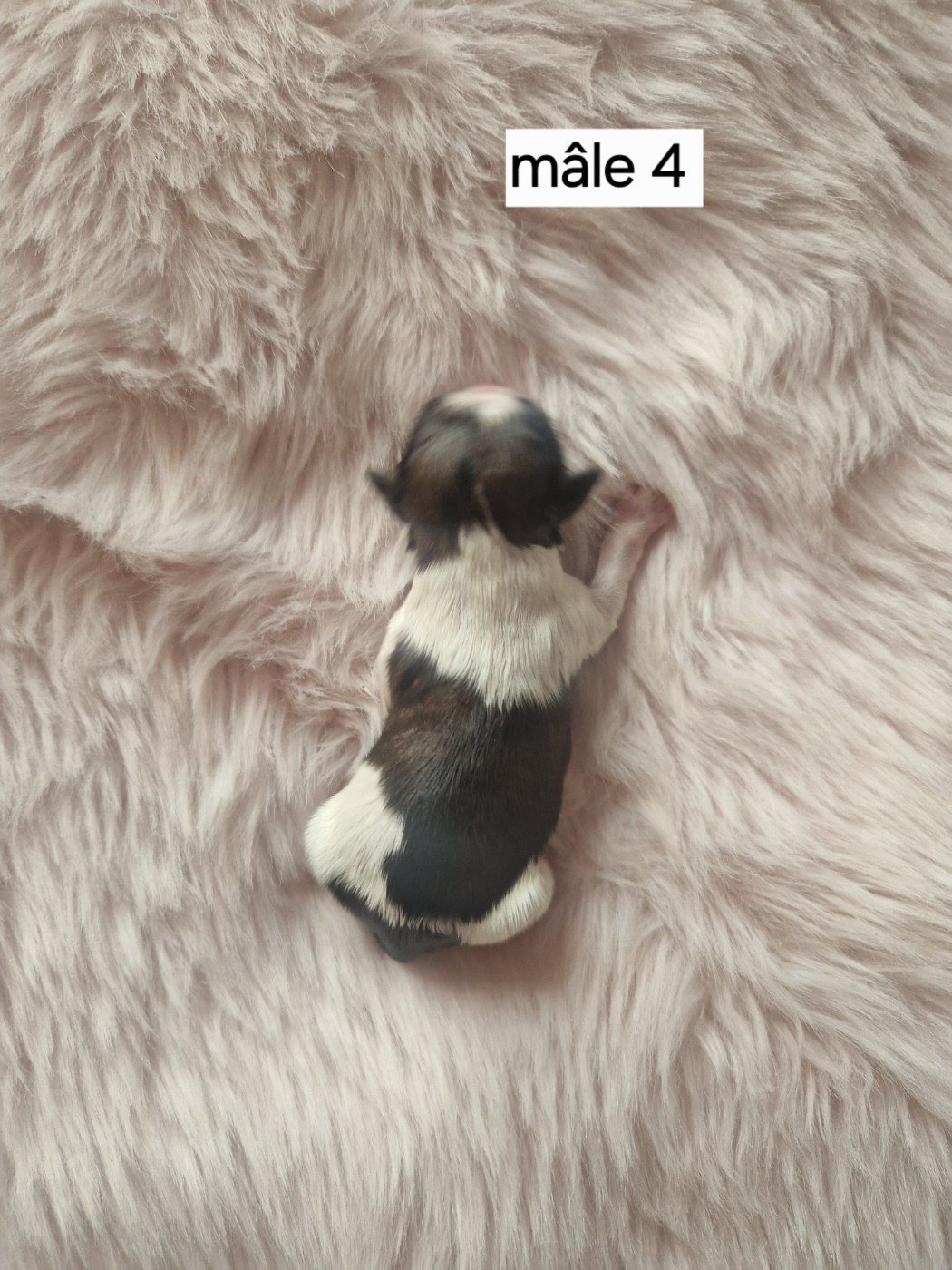 De hillsbury - Chiots disponibles - Shih Tzu