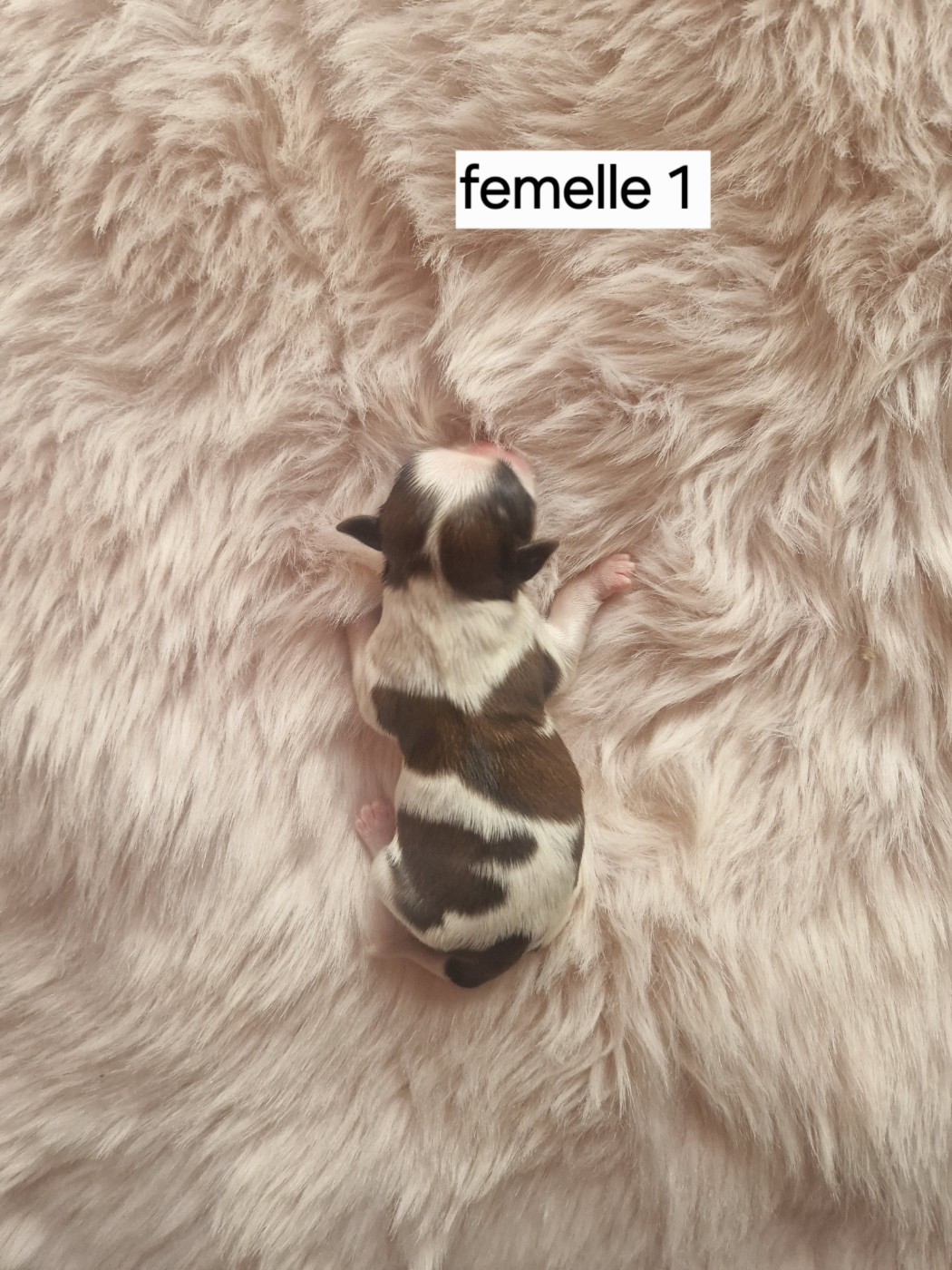 De hillsbury - Chiots disponibles - Shih Tzu
