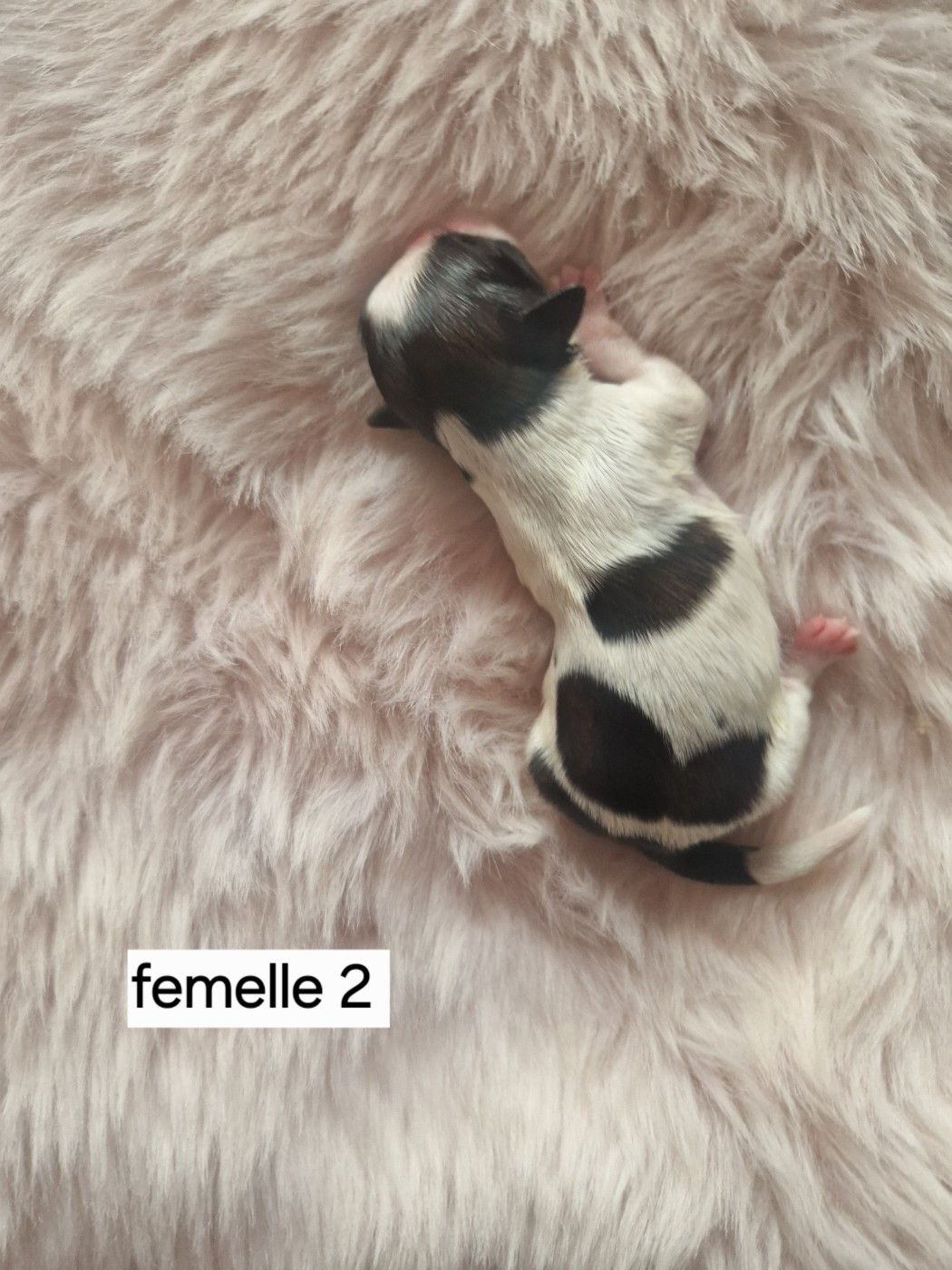De hillsbury - Chiots disponibles - Shih Tzu