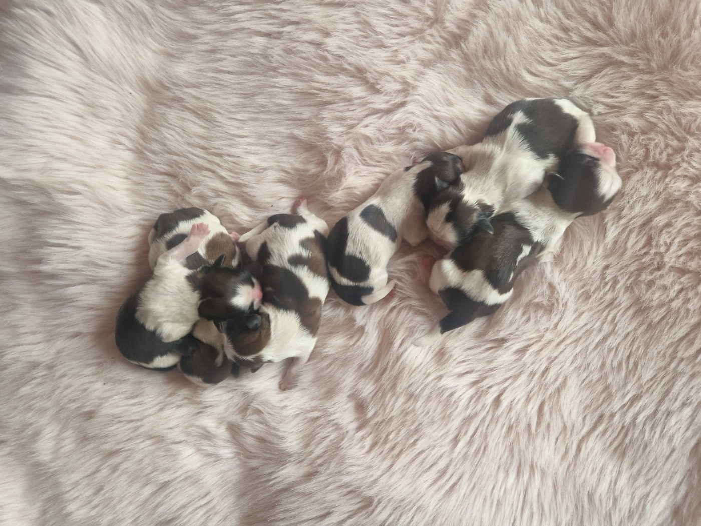 Chiot Shih Tzu De hillsbury