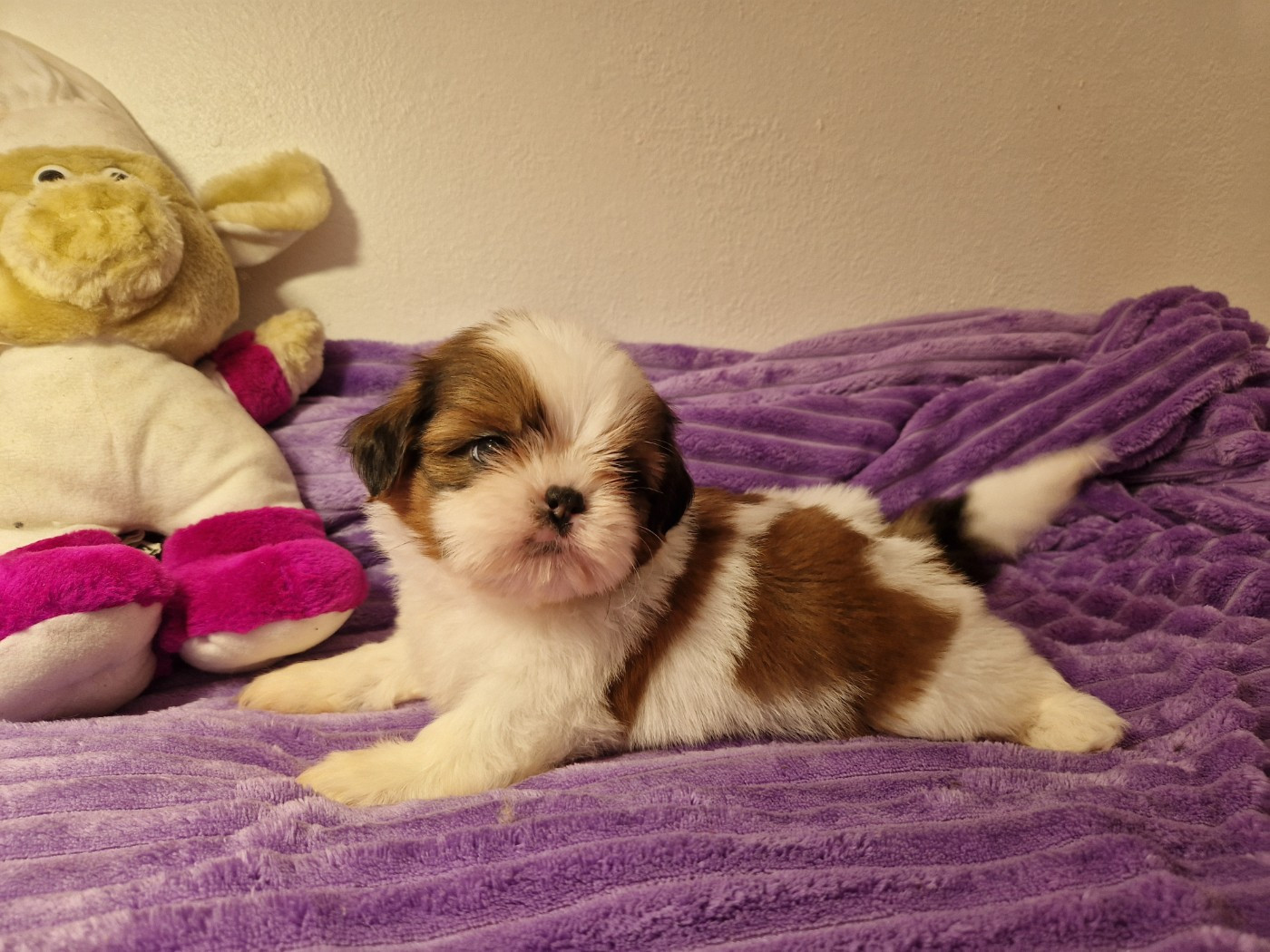 De hillsbury - Chiots disponibles - Shih Tzu