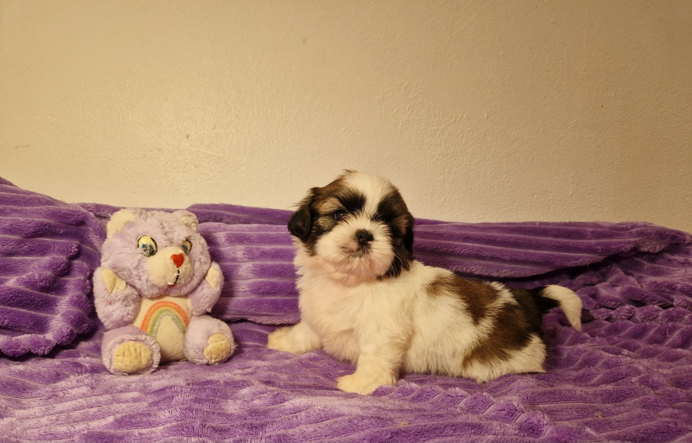 De hillsbury - Chiots disponibles - Shih Tzu