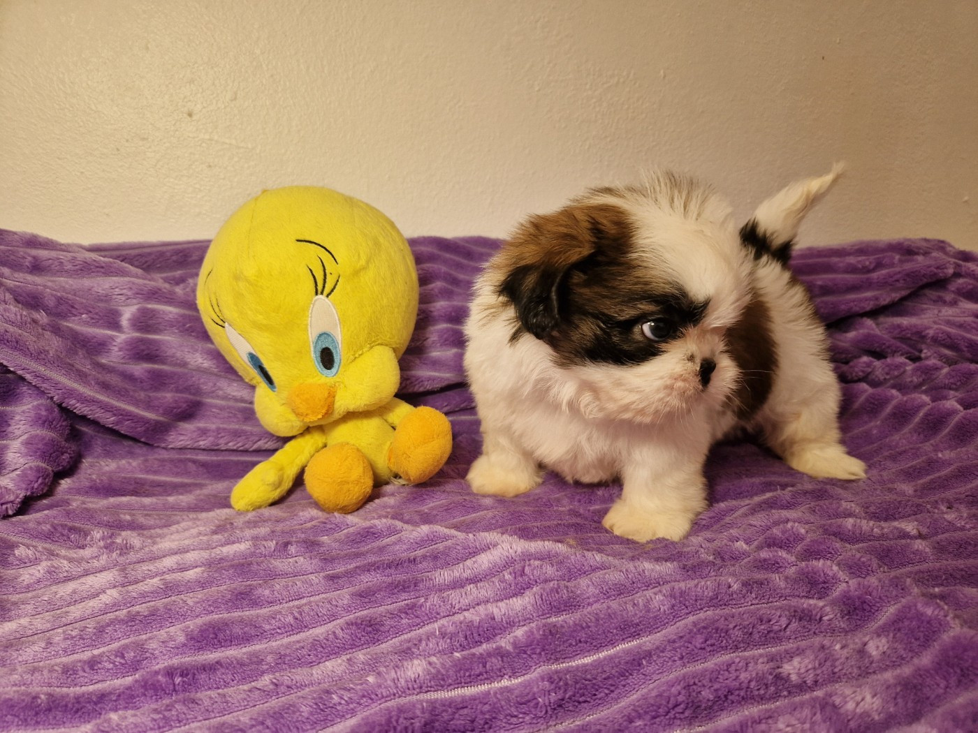 De hillsbury - Chiots disponibles - Shih Tzu