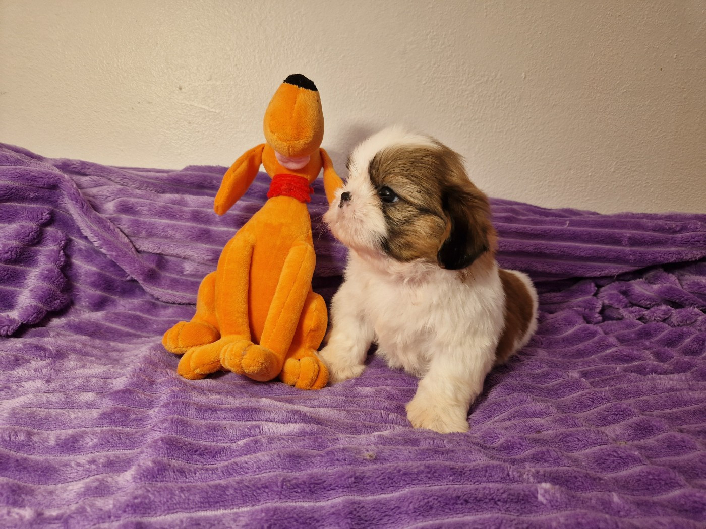 De hillsbury - Chiots disponibles - Shih Tzu